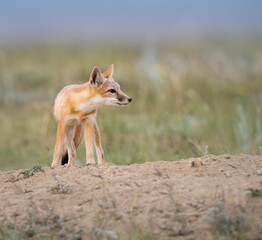 Endangered swift fox in the wild