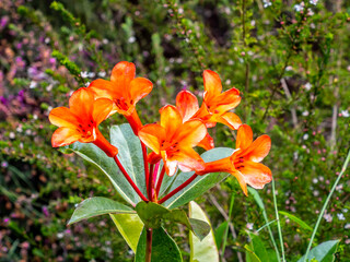  Orange Trumpets