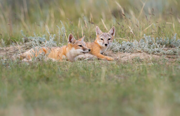Endangered swift fox in the wild