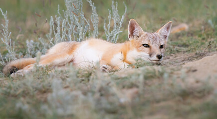 Endangered swift fox in the wild