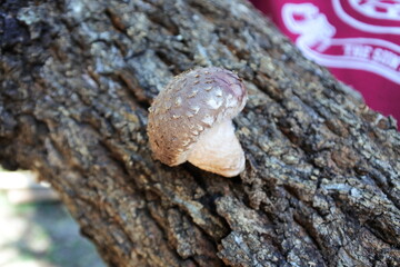 Young shiitake mushroom is growing on the pulpwood for the cultivation.