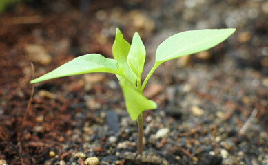 A sprout of Japanese bell pepper is growing in the cultivated soil.