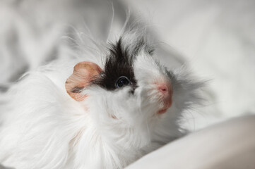 little guinea pig in a blanket 