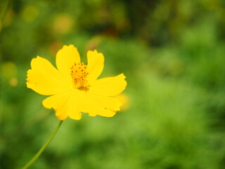 blooming yellow cosmos flower with green garden bokeh background