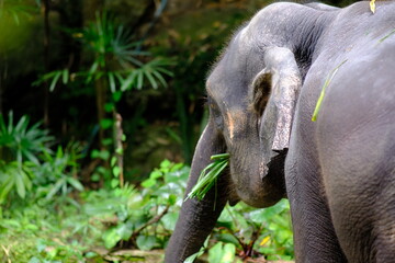 close up elephant and thailand elephant background
