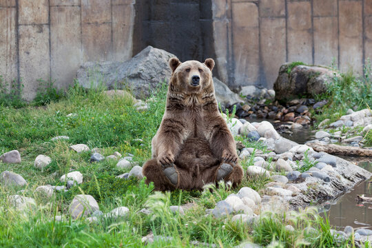 Grizzly Bear Yoga Pose