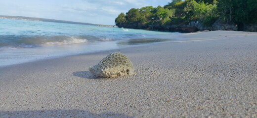 coral rocks on the beach sand