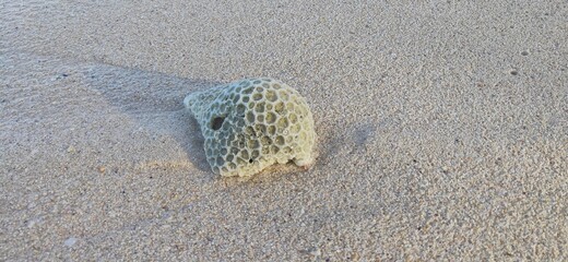 coral rocks on the beach sand