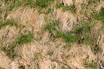 yellow dry grass