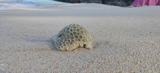 coral rocks on the beach sand