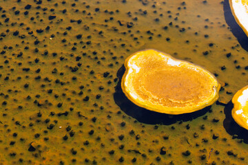 Bacteria Formation at Yellowstone National Park