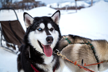 Dog breed Siberian Husky