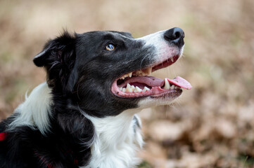 portrait of border collie puppy