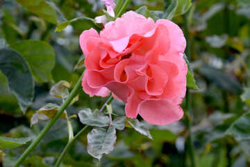 Touch of Class Rosebud Face 03