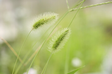 green foxtail isolated in white background