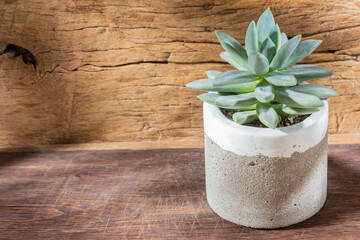 Fototapeta na wymiar succulent plants in cement pot