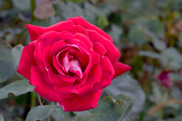 Razzle Dazzle Red Rose 01