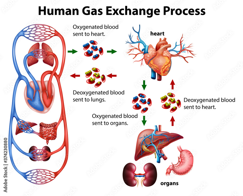 Sticker medical infographic of human gas exchange process