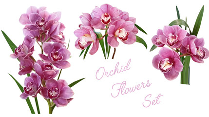 Pink orchids flowers set isolated on white background illustration.