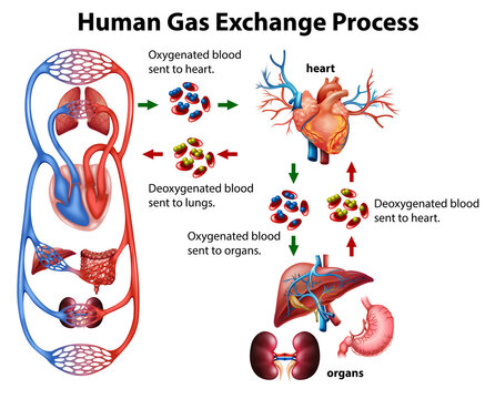 Medical infographic of human gas exchange process
