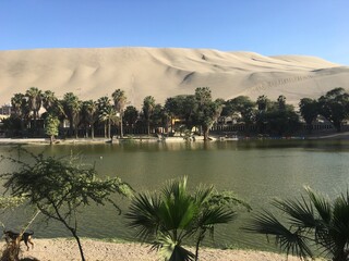 oasis in egypt