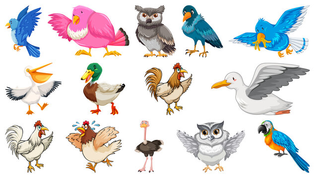 Set of different birds cartoon style isolated on white background