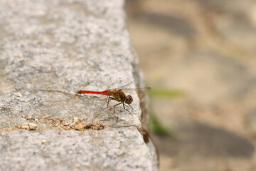 red dragonfly on a branch