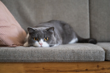 British Shorthair lying on the sofa
