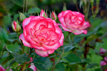 Nicole Rose Flower Duo 01