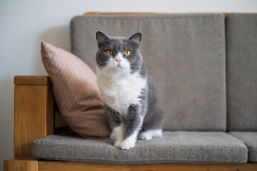 British shorthair cat sitting on sofa