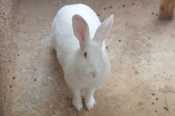 white rabbit in the garden