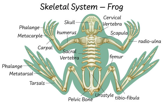Science eduction of frog anatomy