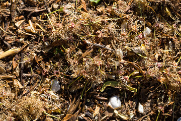 dried plants