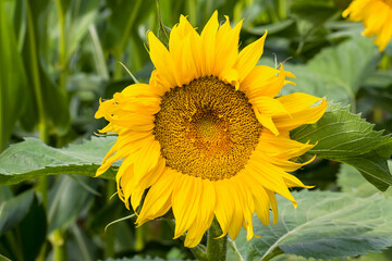 annual sunflower open Bud