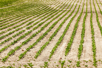 an agricultural field where beets are grown