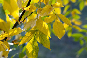 autumn the leaves fall