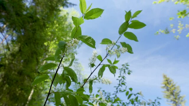 The waving bird cherry plant on the garden