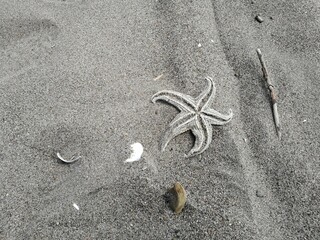 starfish on the sand