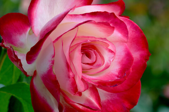 Cherry Parfait Rose Closeup 02