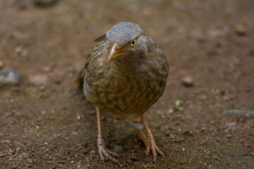 Yellow billed babbler
