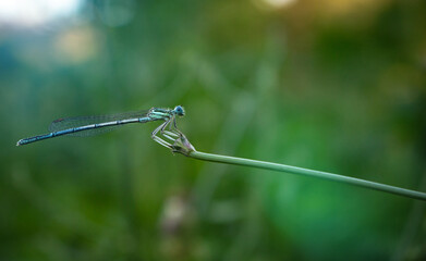 The common blue damselfly (Platycnemis pennipes) clinging to a grass stem or twig. Close up of...