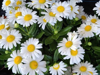 Flowers, daisy white 