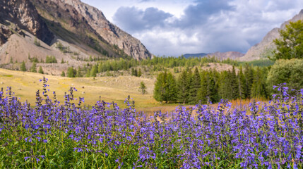 Field of blue flowers against the background of mountains, Altai Mountains