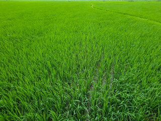 Green paddy field in india, beautiful green rice field in India.  Green grass landscape.  Green paddy field in India. 