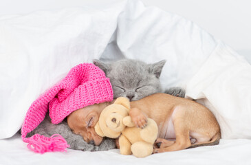 Fototapeta na wymiar Baby kitten and toy terrier puppy wearing warm hat sleep together under a warm blanket on a bed at home. Puppy embraces favorite toy bear