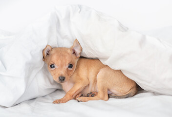 Toy terrier puppy lies under a warm blanket on a bed at home
