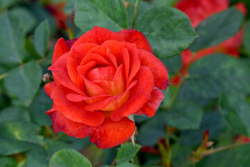 Roman Holiday Red Rose 04