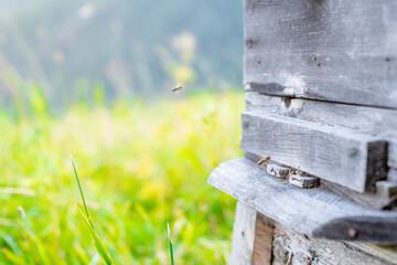 Wooden beehive with bees. Empty space for text