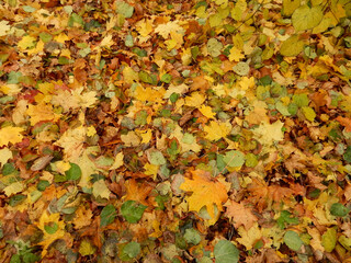 carpet of autumn yellow orange red fallen maple leaves