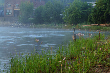 A heron at the waterfalls Vergennes, Vermont.
